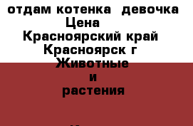 отдам котенка, девочка › Цена ­ 1 - Красноярский край, Красноярск г. Животные и растения » Кошки   . Красноярский край,Красноярск г.